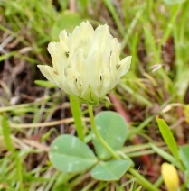 Trifolium fucatum