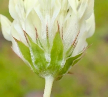 Trifolium fucatum