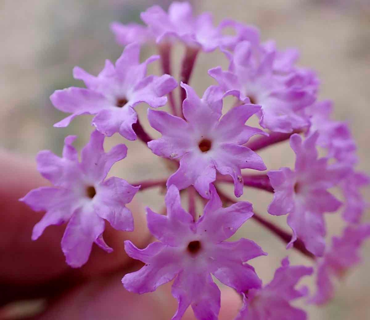 Abronia villosa var. villosa