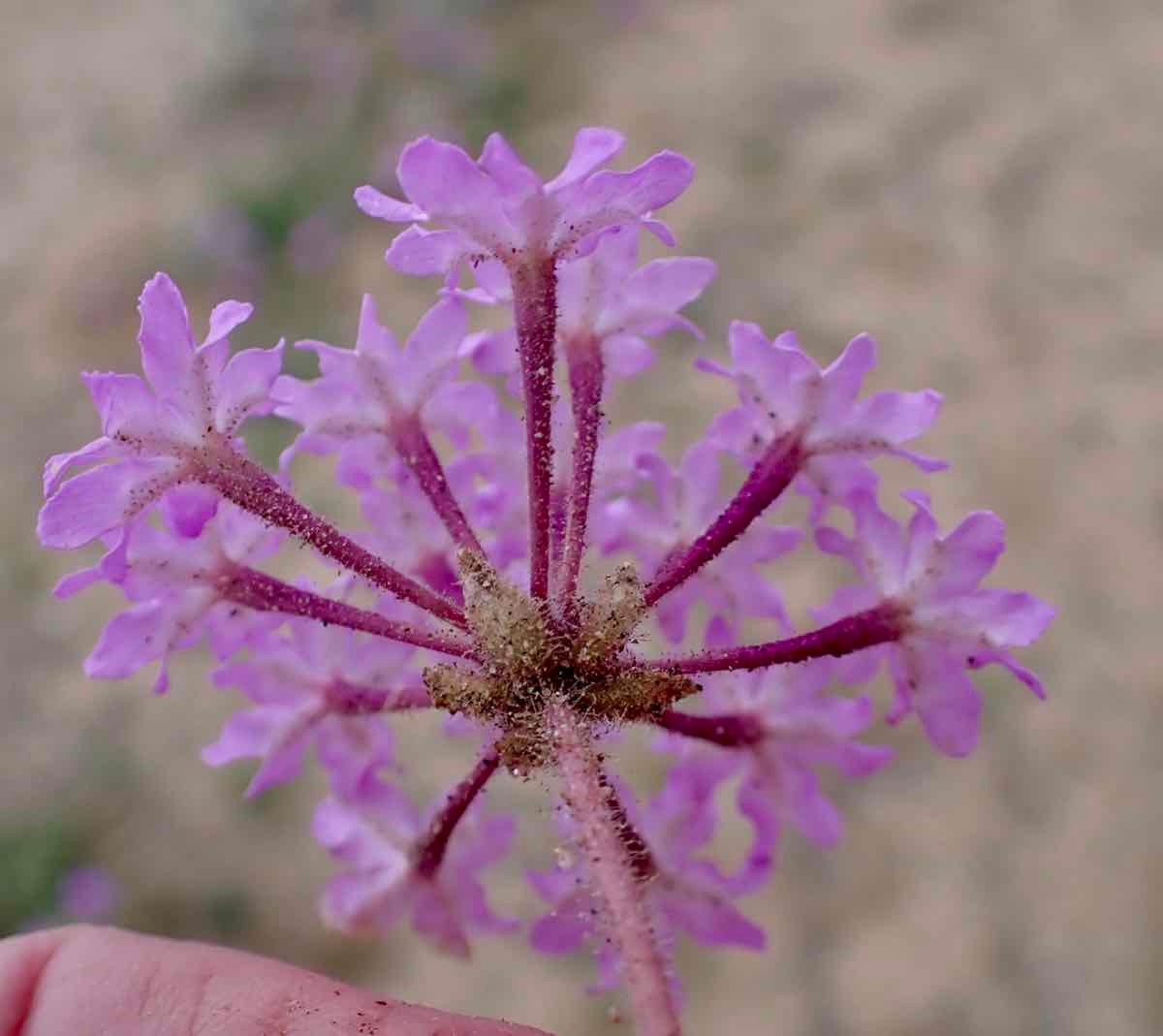 Abronia villosa var. villosa