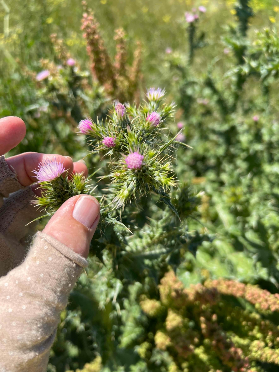 Carduus tenuiflorus