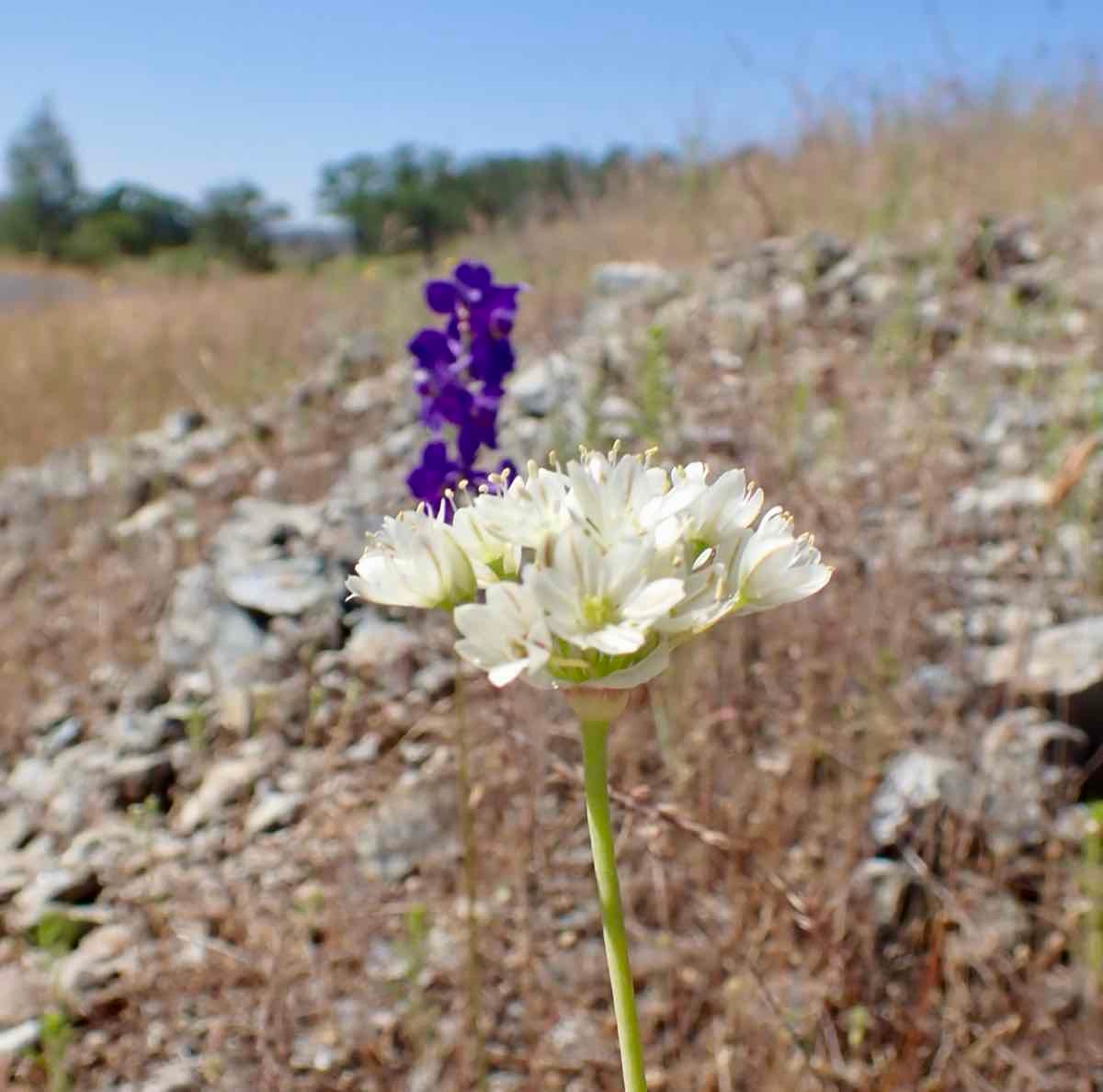 Allium tuolumnense