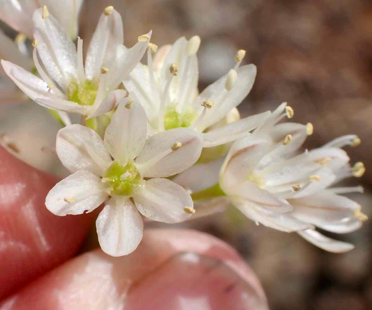 Allium tuolumnense