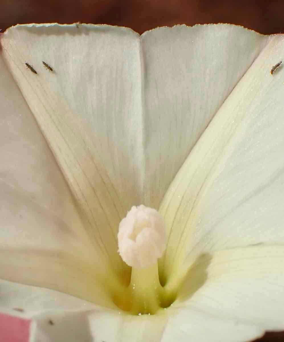 Calystegia occidentalis ssp. fulcrata