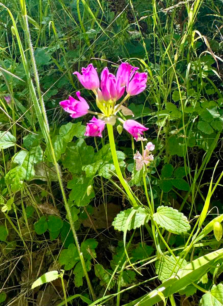 Allium peninsulare var. franciscanum