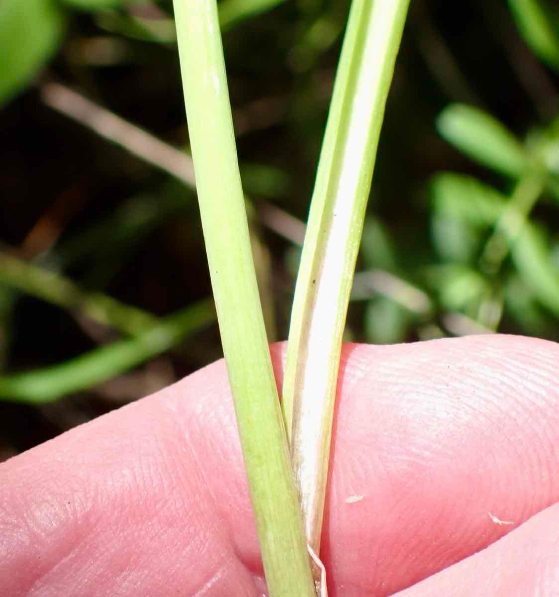 Allium peninsulare var. franciscanum