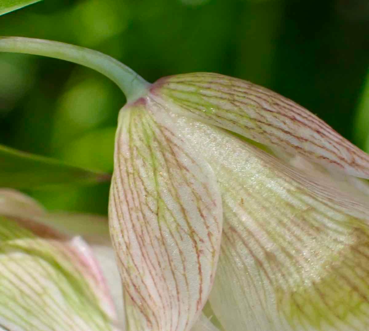 Calochortus albus