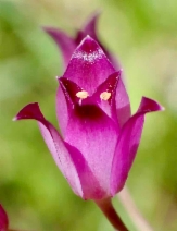 Allium peninsulare