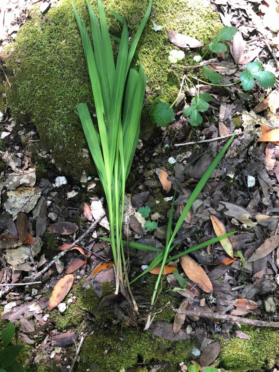 Watsonia meriana