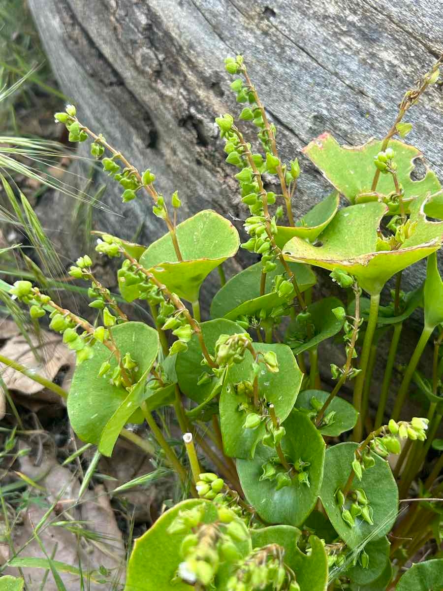 Claytonia parviflora