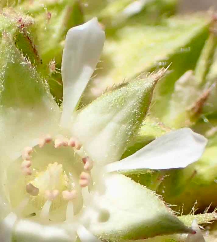 Horkelia tridentata var. tridentata