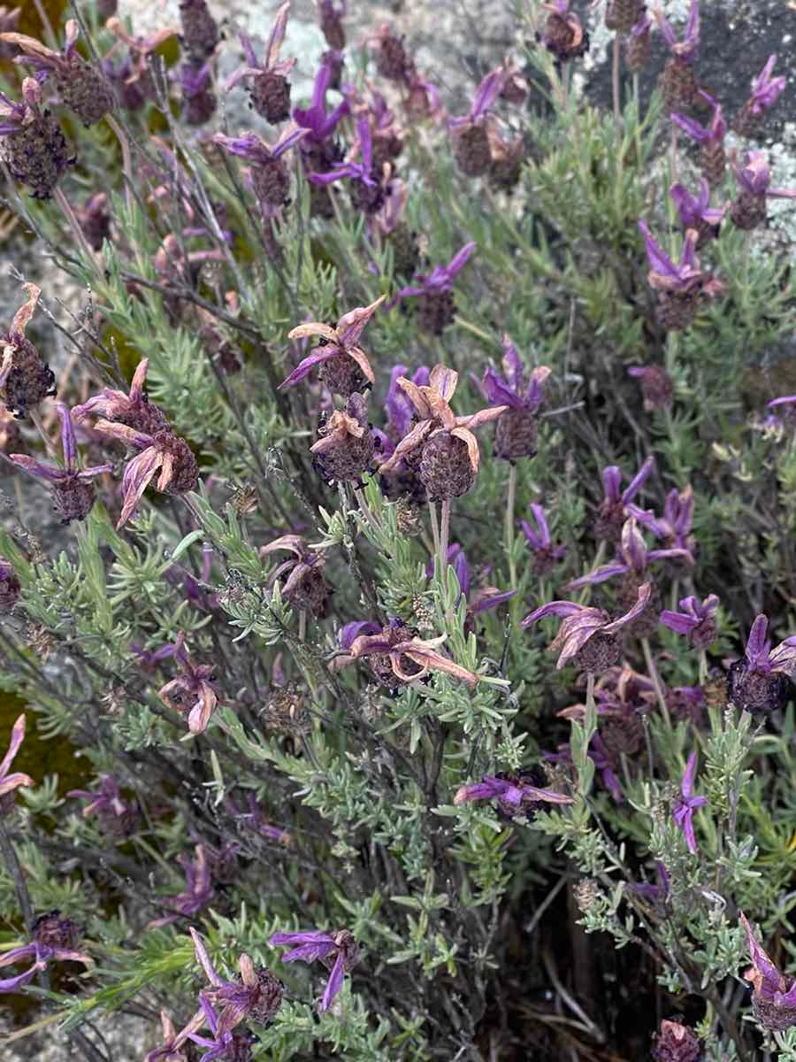 Lavandula stoechas