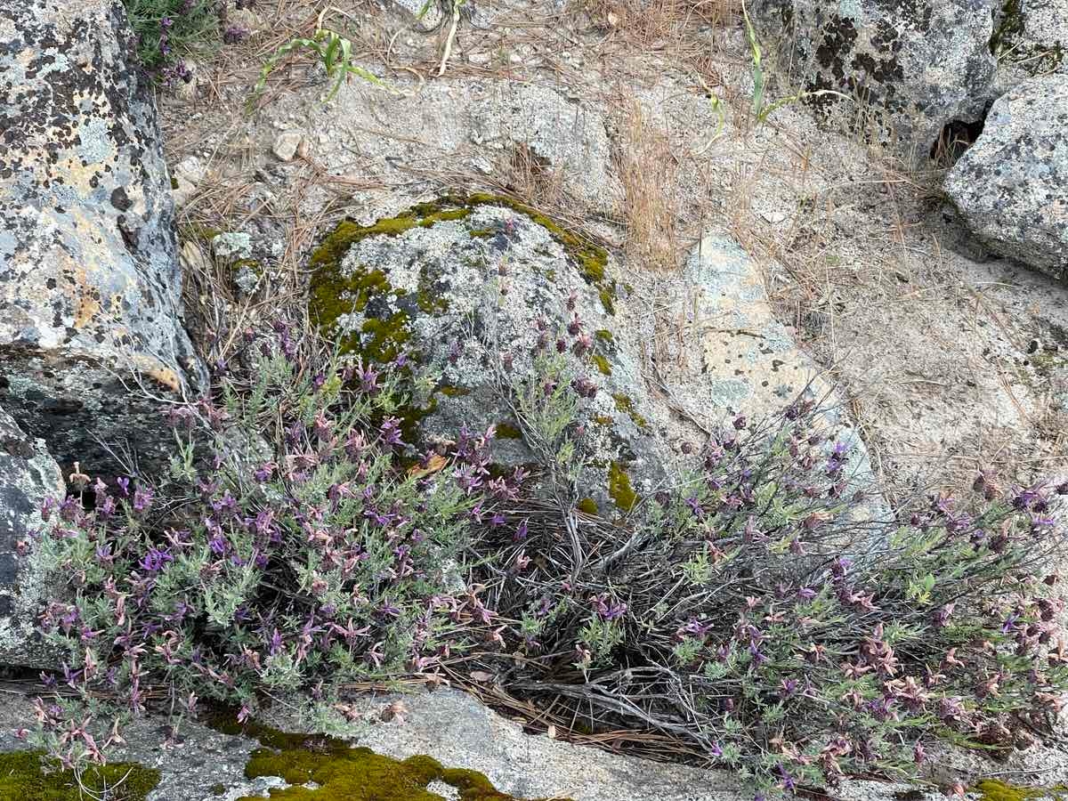 Lavandula stoechas