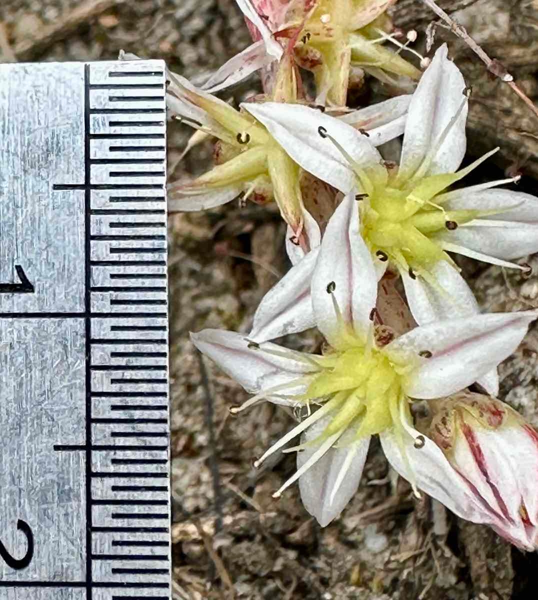 Dudleya blochmaniae ssp. blochmaniae