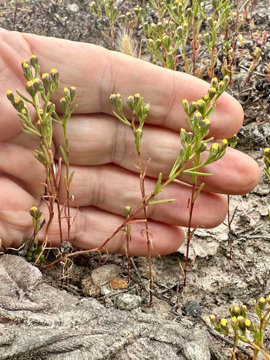 Amblyopappus pusillus