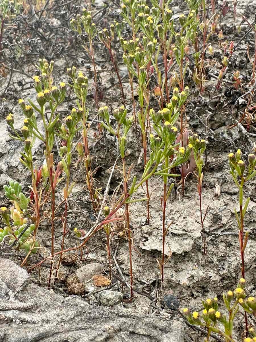 Amblyopappus pusillus