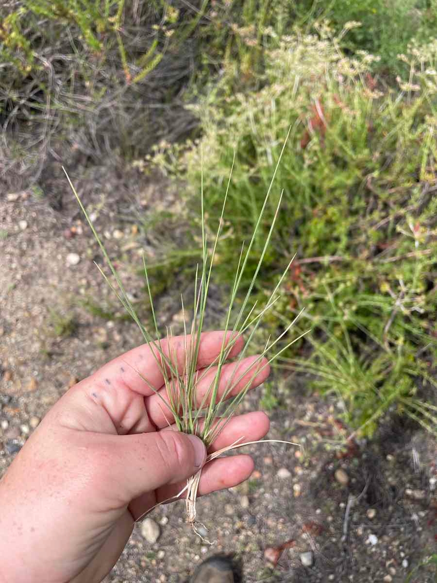 Stipa lepida