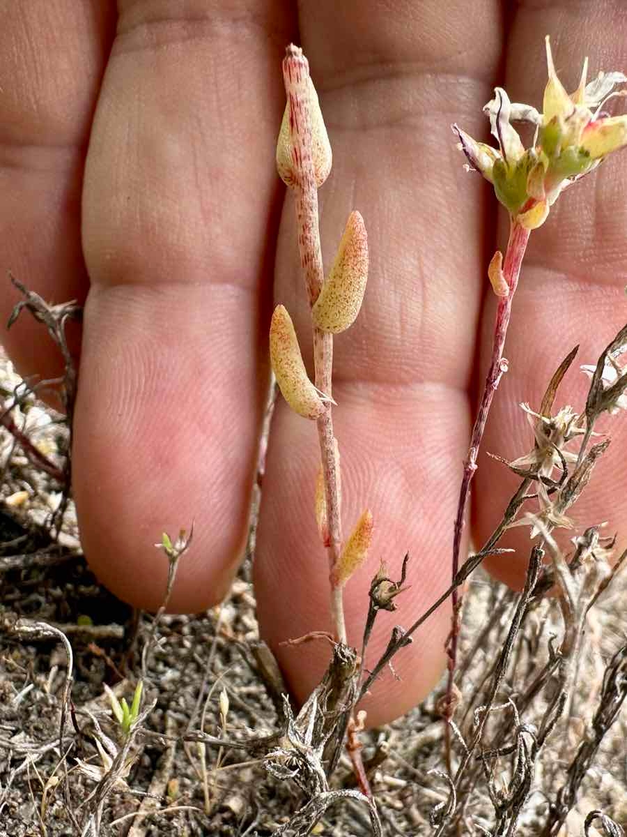 Dudleya blochmaniae ssp. blochmaniae