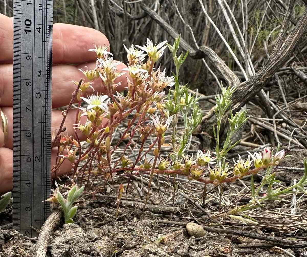 Dudleya blochmaniae ssp. blochmaniae