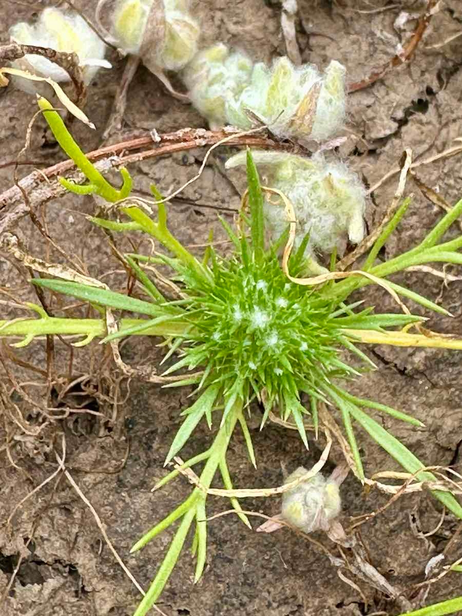 Navarretia fossalis