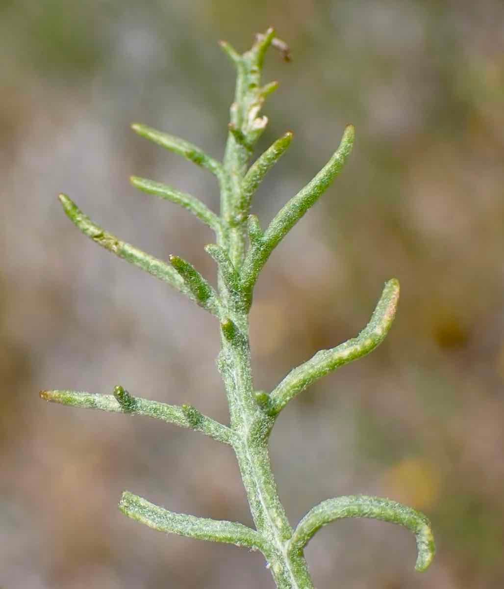 Chaenactis glabriuscula var. megacephala