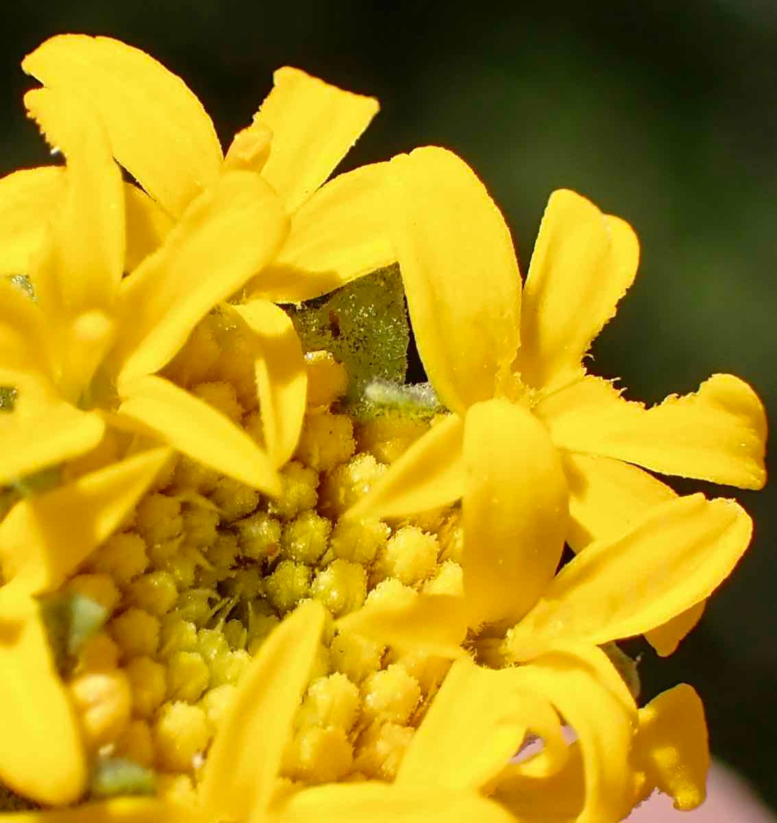 Chaenactis glabriuscula var. megacephala