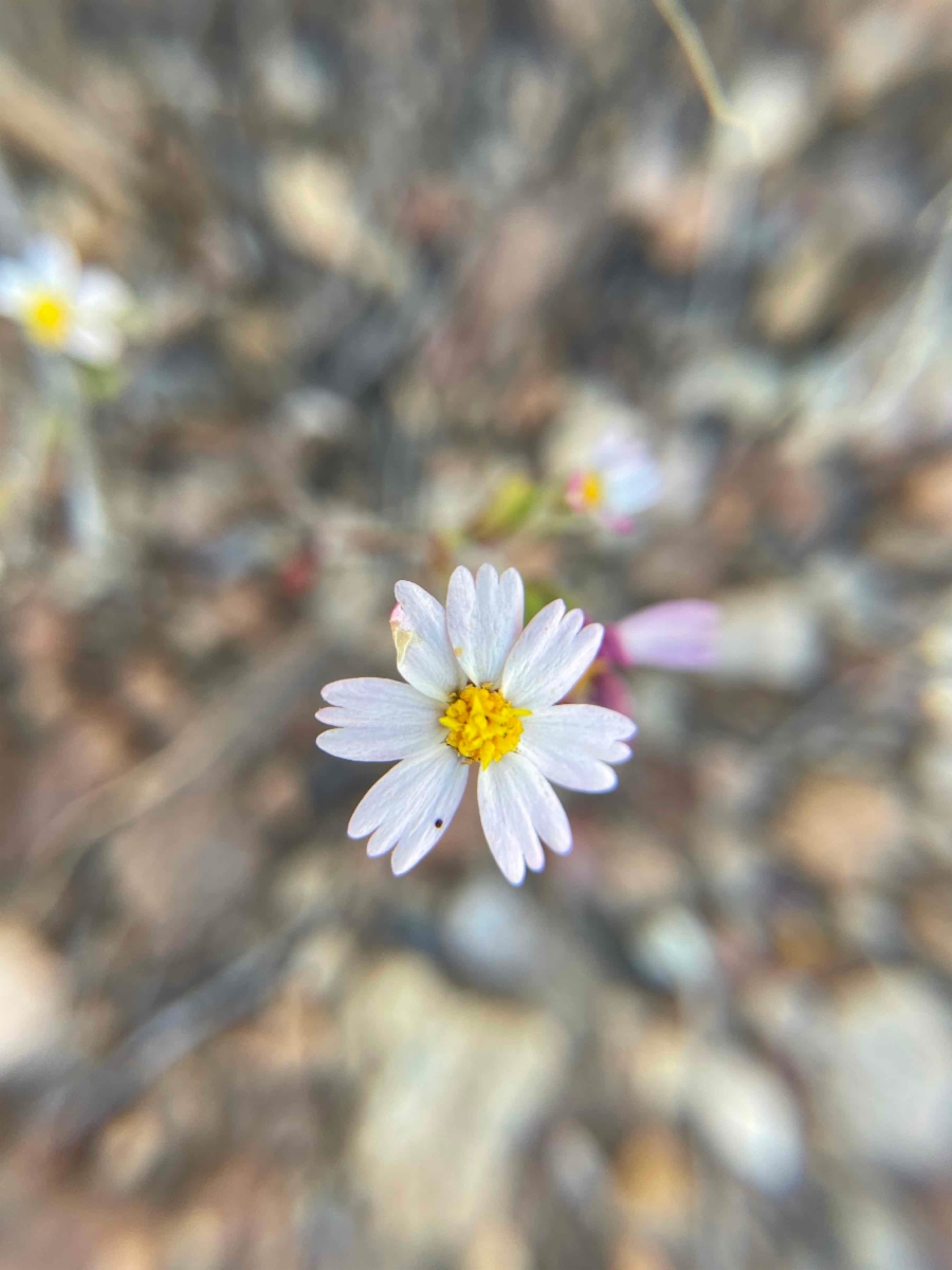 Syntrichopappus lemmonii