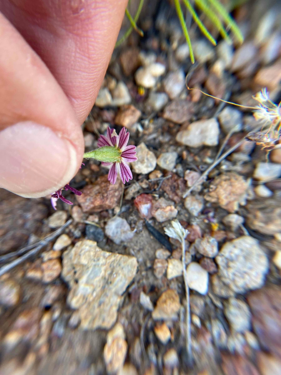 Syntrichopappus lemmonii