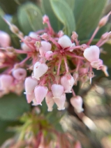 Arctostaphylos pringlei ssp. drupacea