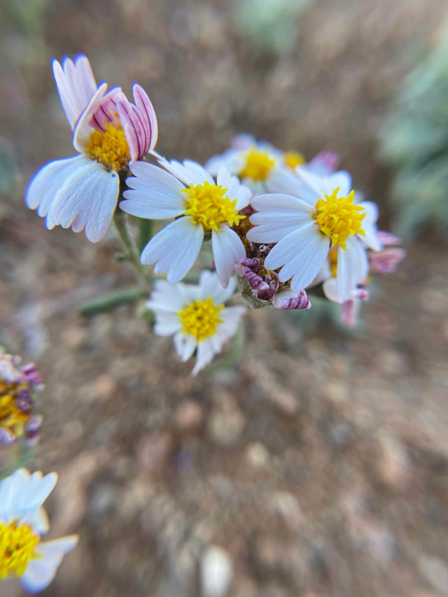 Syntrichopappus lemmonii