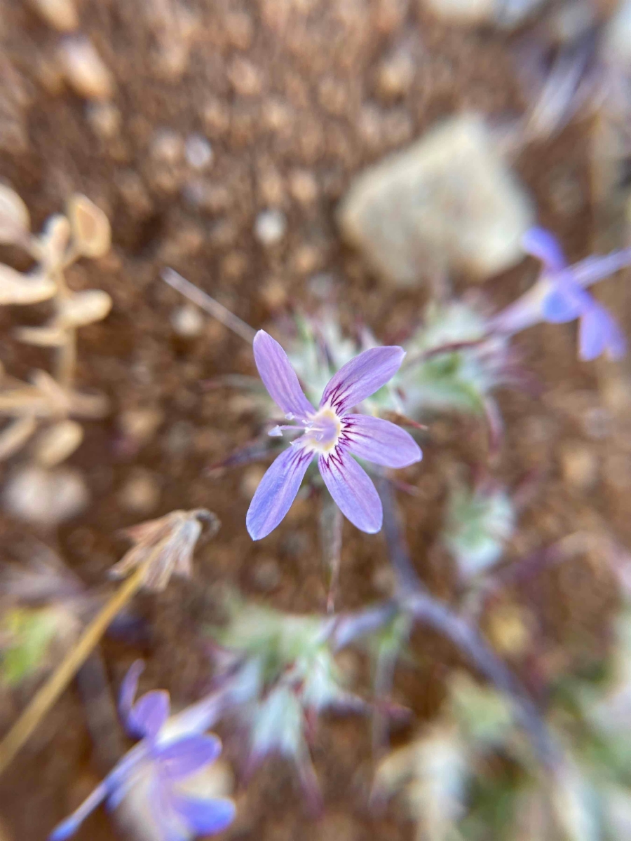 Eriastrum eremicum ssp. eremicum