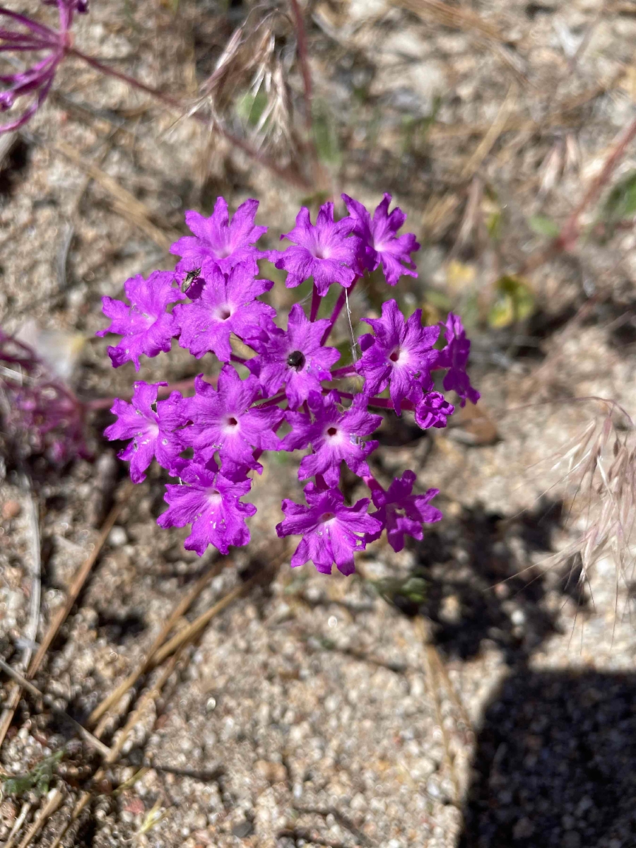 Abronia villosa var. aurita