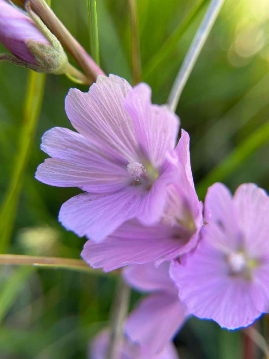 Sidalcea sparsifolia