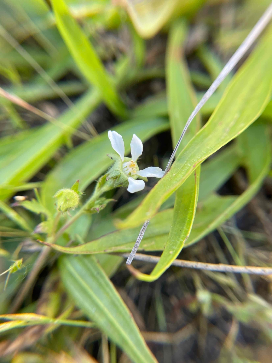 Horkelia clevelandii