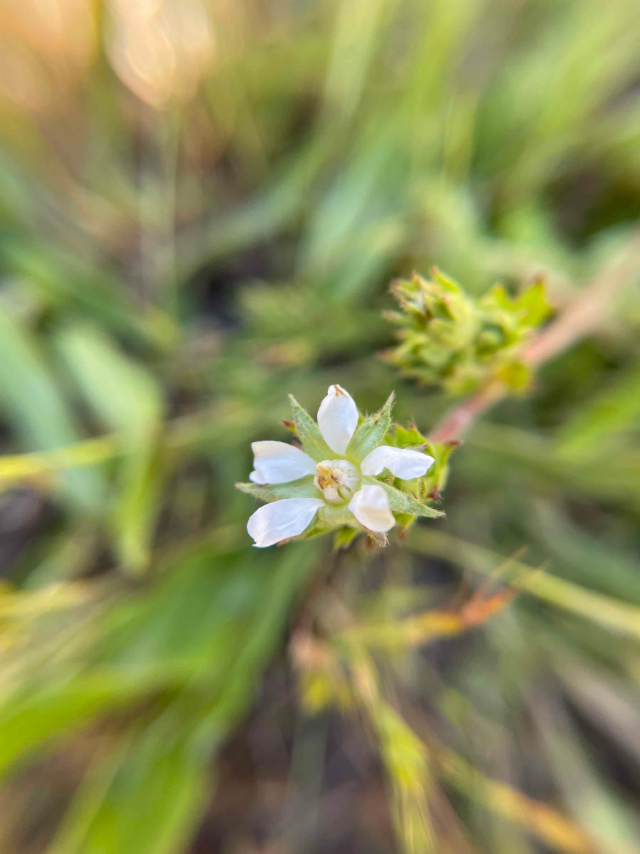 Horkelia clevelandii