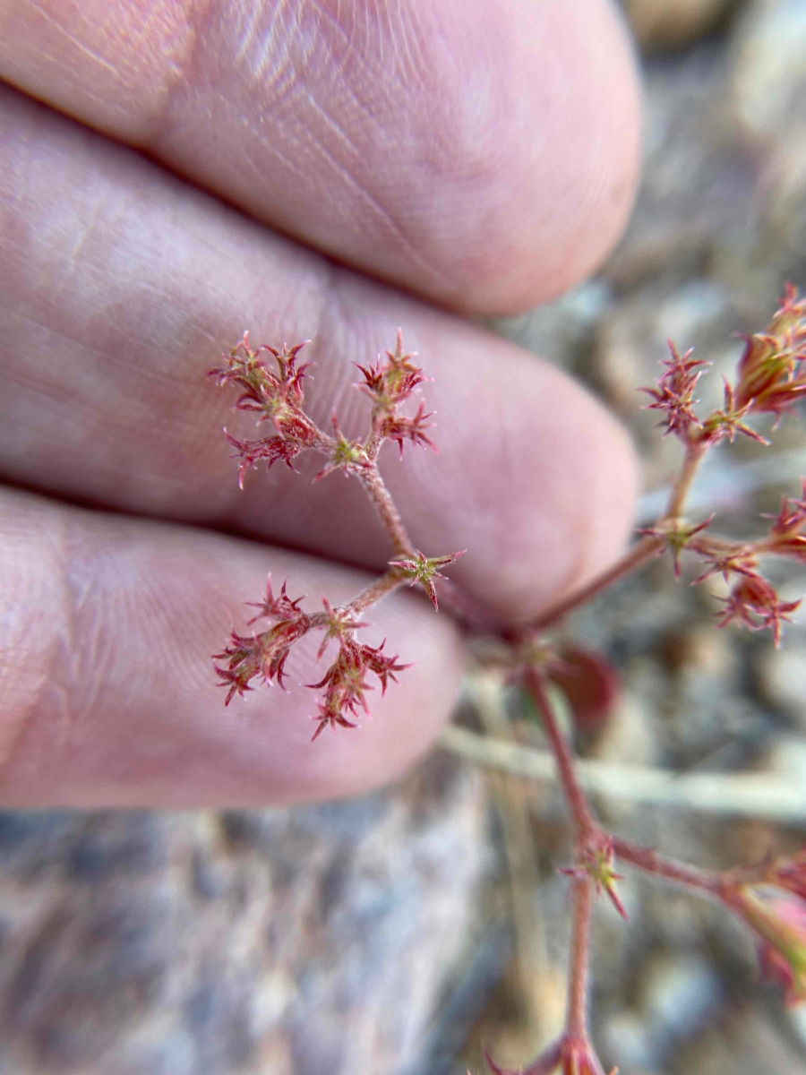 Chorizanthe xanti var. leucotheca