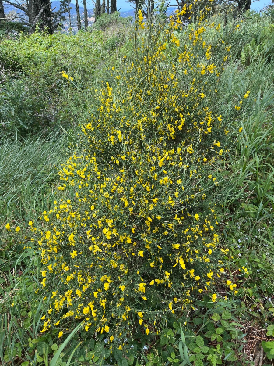 Cytisus striatus