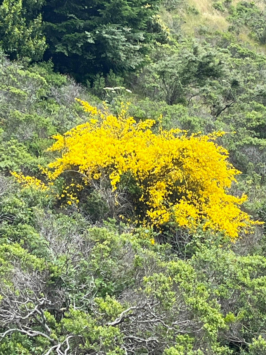 Cytisus striatus