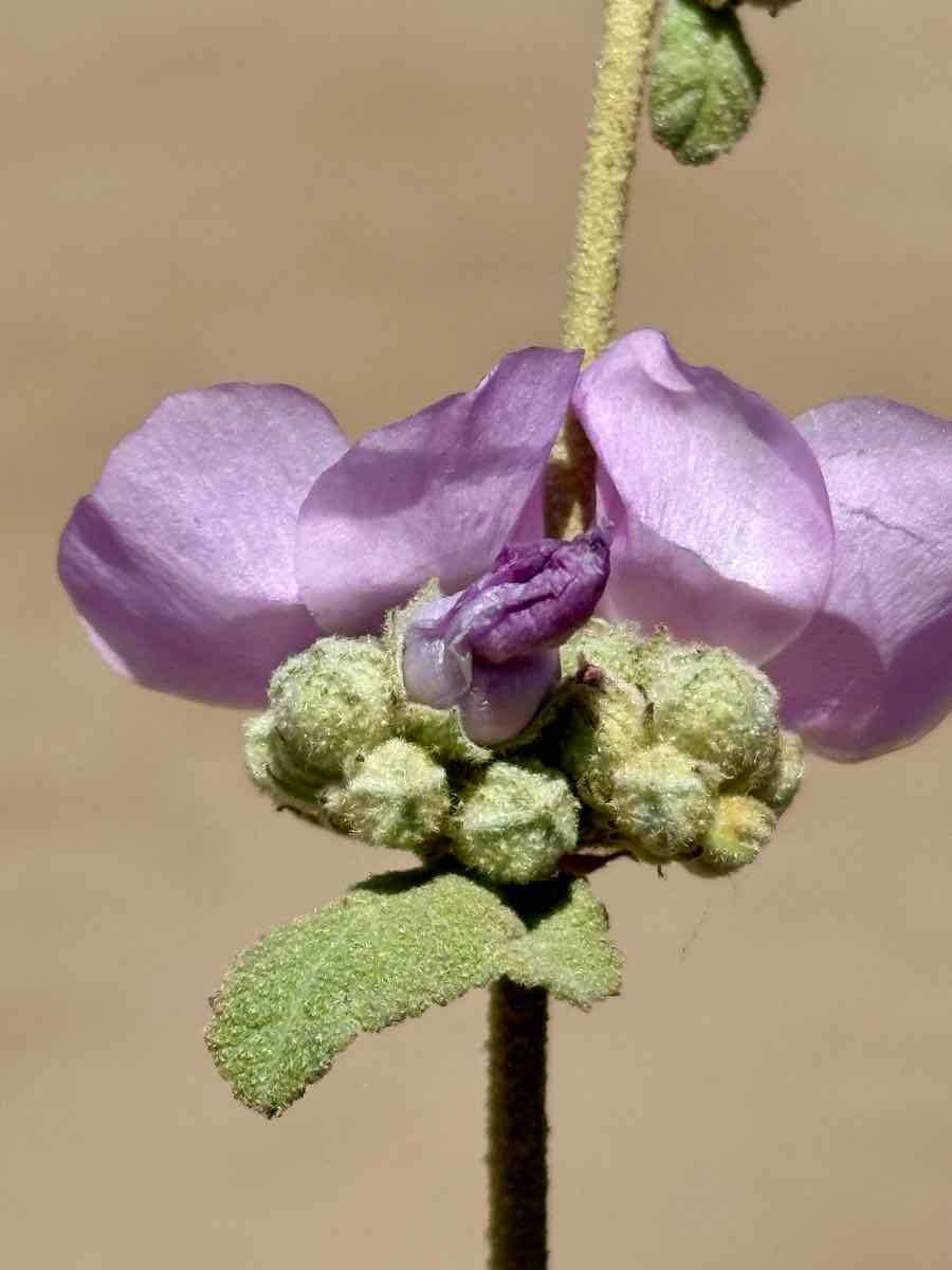 Malacothamnus fasciculatus var. fasciculatus