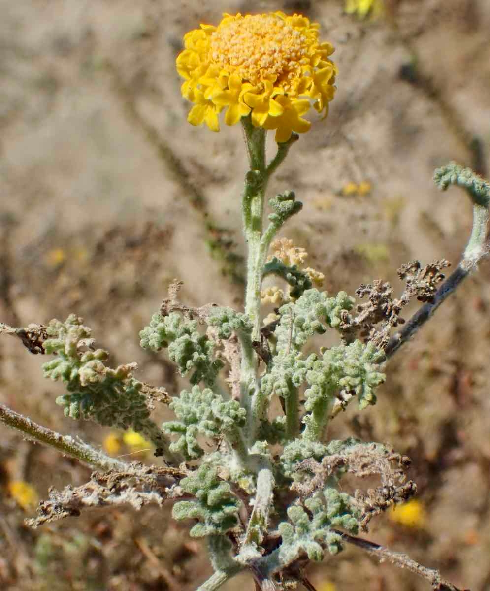 Chaenactis glabriuscula var. orcuttiana