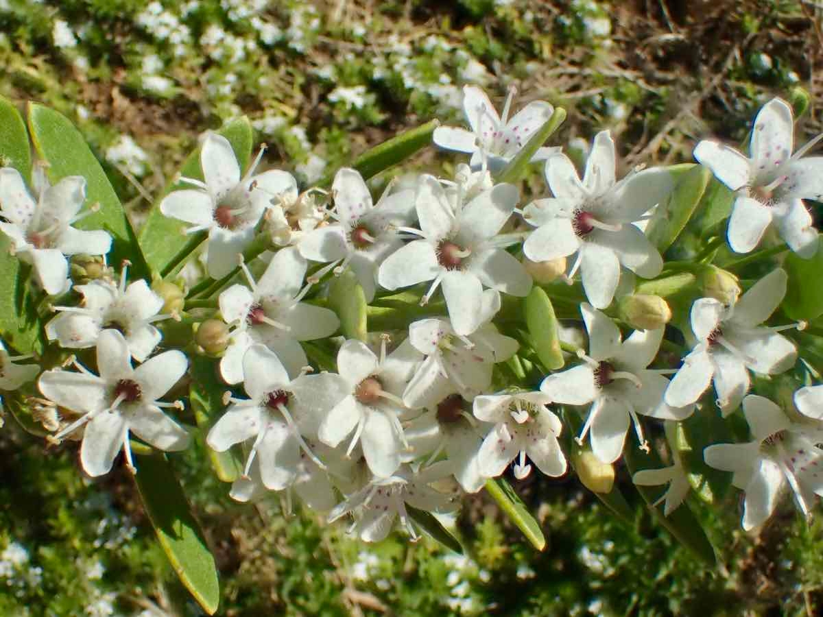 Myoporum parvifolium