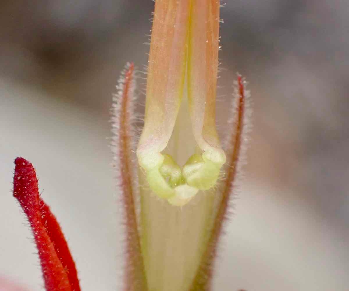 Castilleja minor ssp. spiralis