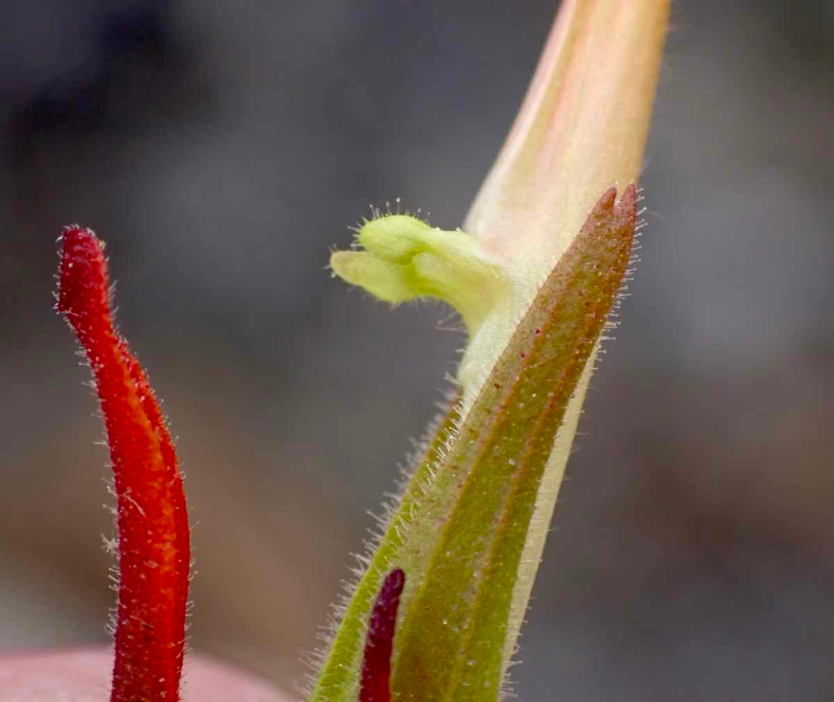 Castilleja minor ssp. spiralis