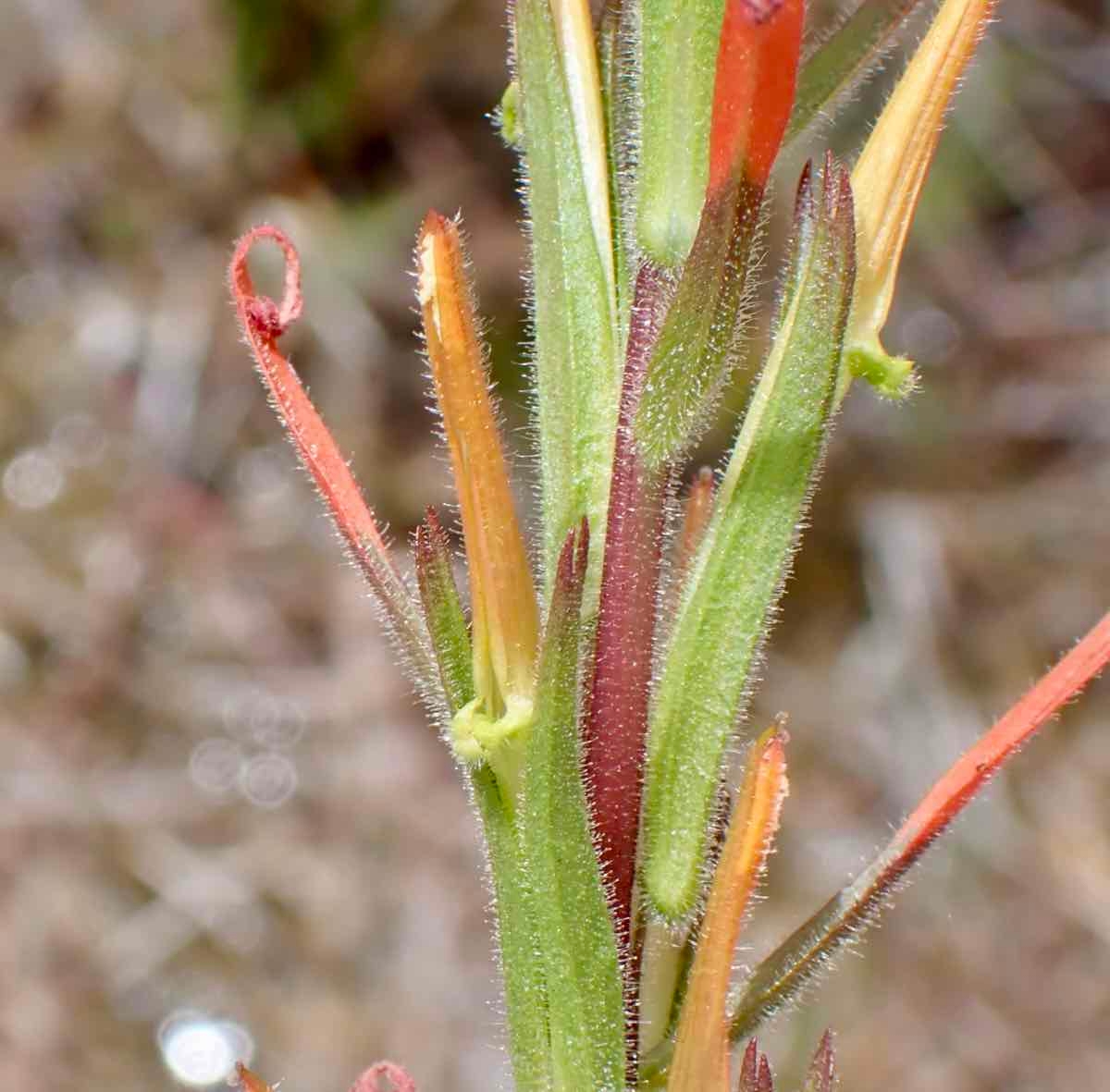 Castilleja minor ssp. spiralis