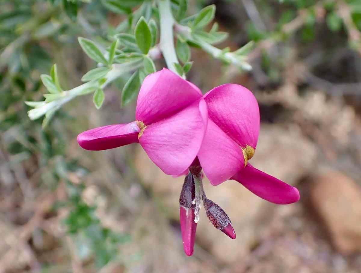 Pickeringia montana var. montana
