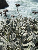 Eriogonum latifolium