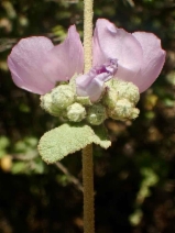 Malacothamnus fasciculatus var. fasciculatus