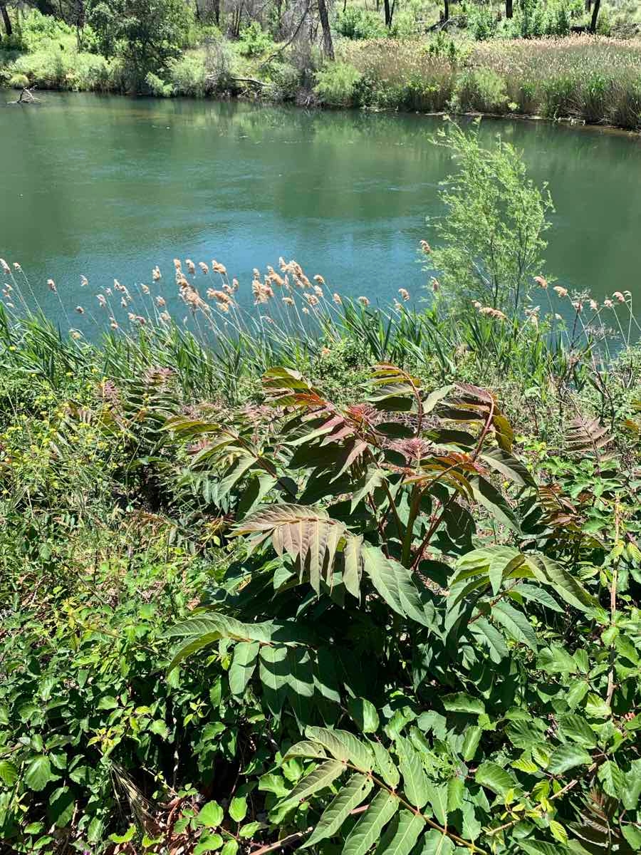 Phragmites australis