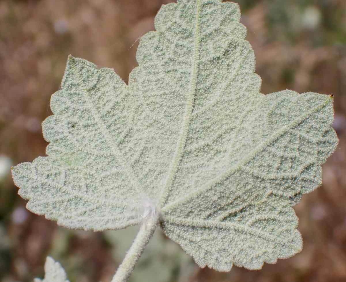 Malacothamnus discombobulatus