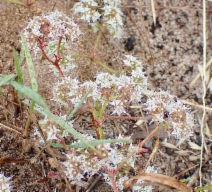 Chorizanthe diffusa